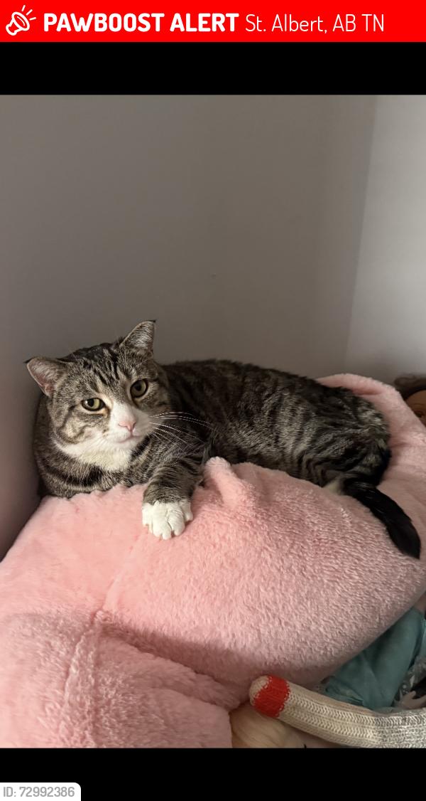 Lost Female Cat last seen Newport cres, St. Albert, AB T8N