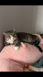 Lost Female Cat last seen Newport cres, St. Albert, AB T8N