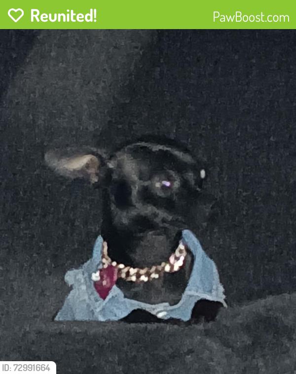 Reunited Female Dog last seen Dennis rd/ josey ln, Dallas, TX 75229