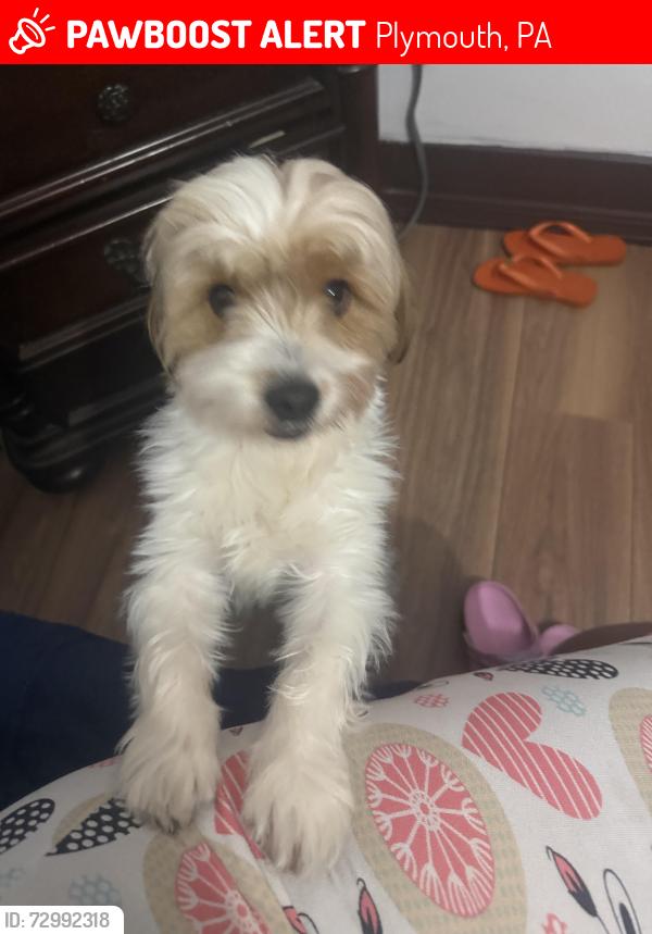 Lost Male Dog last seen Near Gaylord Ave Plymouth ave pa 18651, Plymouth, PA 18651