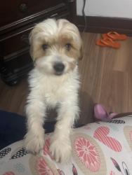 Lost Male Dog last seen Near Gaylord Ave Plymouth ave pa 18651, Plymouth, PA 18651