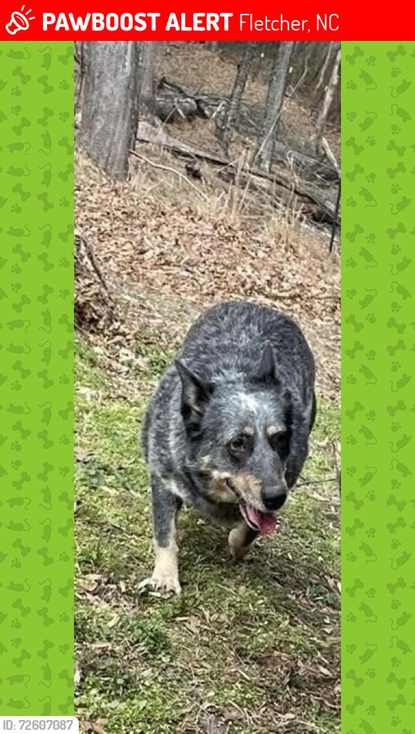 Lost Female Dog last seen Hwy 25/ Asheville Hwy, Fletcher, NC 28732