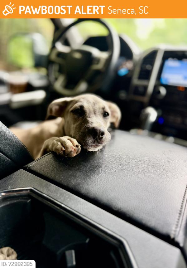 Found/Stray Female Dog last seen Boat Landing, Seneca, SC 29672