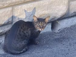 Found/Stray Unknown Cat last seen Near fenyrose parkette, Vaughan, ON L4L