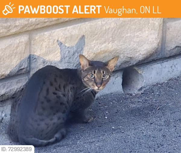 Found/Stray Unknown Cat last seen Near fenyrose parkette, Vaughan, ON L4L