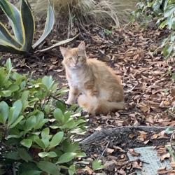 Found/Stray Unknown Cat last seen 33rd and Telegraph Ave Oakland, Oakland, CA 94609
