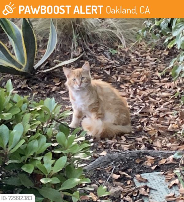 Found/Stray Unknown Cat last seen 33rd and Telegraph Ave Oakland, Oakland, CA 94609