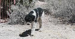 Found/Stray Male Dog last seen Houghton and Snyder, Tanque Verde, AZ 85749