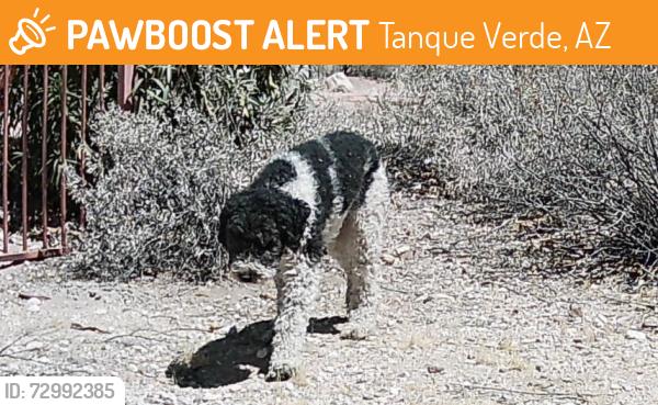 Found/Stray Male Dog last seen Houghton and Snyder, Tanque Verde, AZ 85749