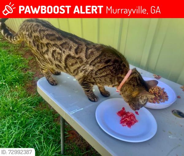 Lost Male Cat last seen Gainesville, Dahlonega, Murrayville Ga Area, Murrayville, GA 30564