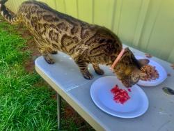 Lost Male Cat last seen Gainesville, Dahlonega, Murrayville Ga Area, Murrayville, GA 30564