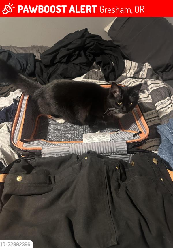 Lost Female Cat last seen Between Burnside and stark , Gresham, OR 97030