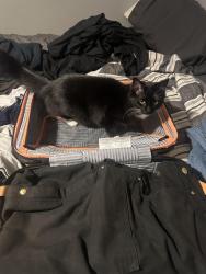 Lost Female Cat last seen Between Burnside and stark , Gresham, OR 97030