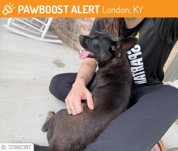 Found/Stray Female Dog last seen Pine Hill Brock Rd, London, KY 40741