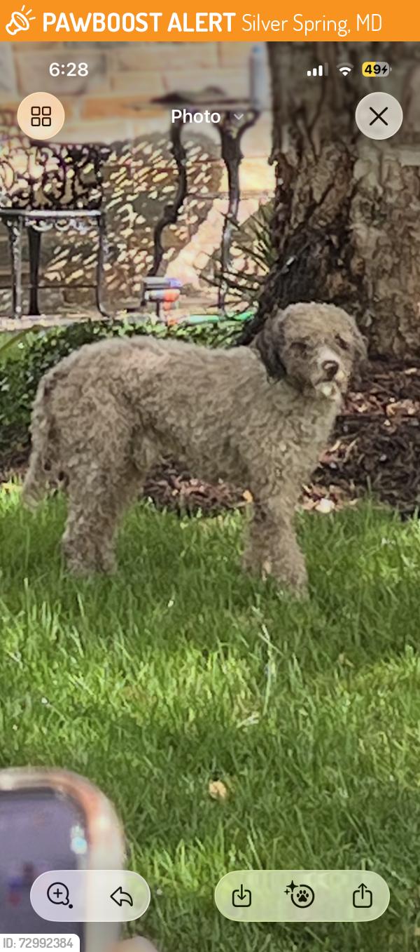 Found/Stray Unknown Dog last seen Blair Road and Geranium NW, Silver Spring, MD 20910
