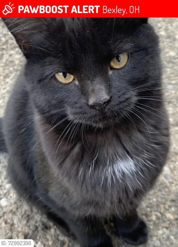 Lost Female Cat last seen Livingston , Bexley, OH 43209