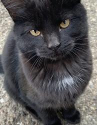 Lost Female Cat last seen Livingston , Bexley, OH 43209