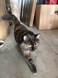 Found/Stray Unknown Cat last seen Valle del bosque park, Albuquerque, NM 87105