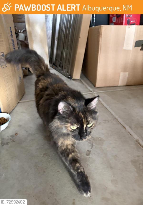 Found/Stray Unknown Cat last seen Valle del bosque park, Albuquerque, NM 87105