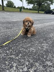 Lost Male Dog last seen Christiana , Newark, DE 19702