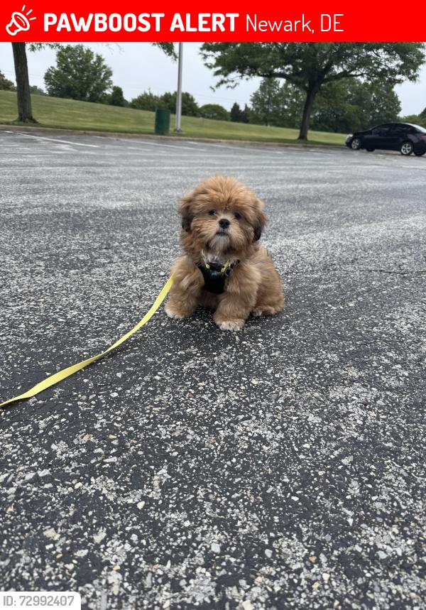 Lost Male Dog last seen Christiana , Newark, DE 19702
