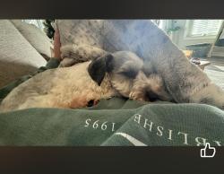 Lost Male Dog last seen West gregory and m street , Pensacola, FL 32502