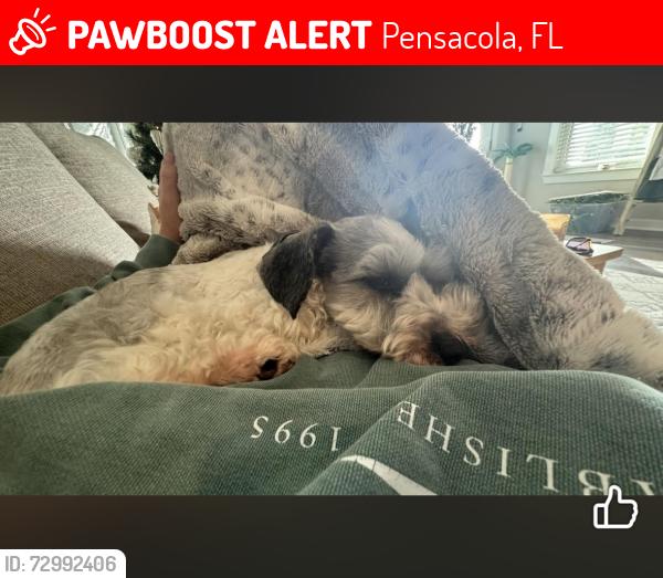 Lost Male Dog last seen West gregory and m street , Pensacola, FL 32502