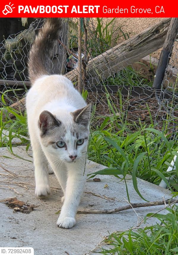Lost Male Cat last seen Brookhurst and chapman, Garden Grove, CA 92842