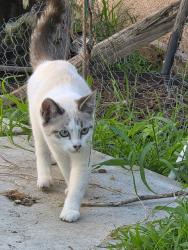 Lost Male Cat last seen Brookhurst and chapman, Garden Grove, CA 92842