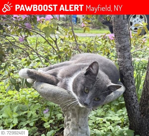 Lost Male Cat last seen West Main Street & Rural Street, Mayfield, NY 12117