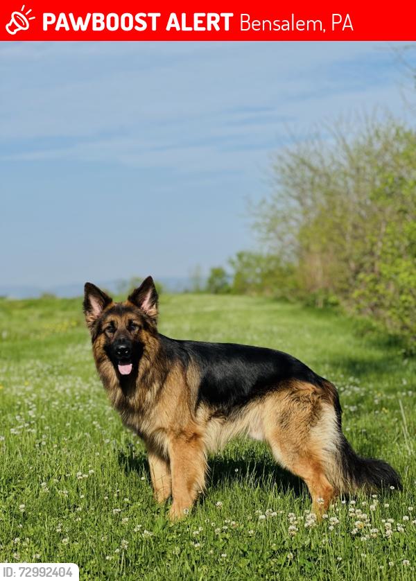 Lost Male Dog last seen Neshaminy Mall, Bensalem, PA 19020