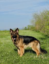 Lost Male Dog last seen Neshaminy Mall, Bensalem, PA 19020