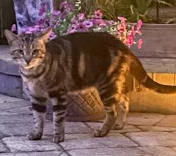 Found/Stray Unknown Cat last seen Care Spot San Jose Blvd, Jacksonville, FL 32223