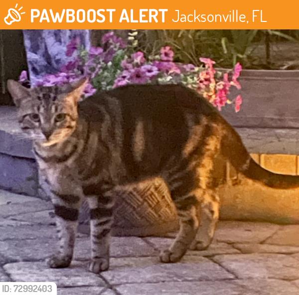 Found/Stray Unknown Cat last seen Care Spot San Jose Blvd, Jacksonville, FL 32223