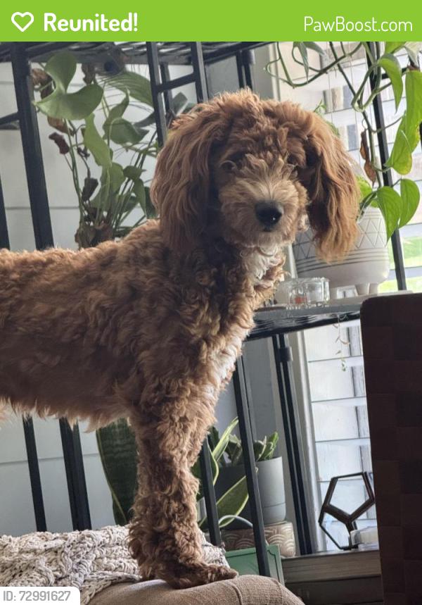 Reunited Male Dog last seen Mullins and W College St. , Lewisville, TX 75057