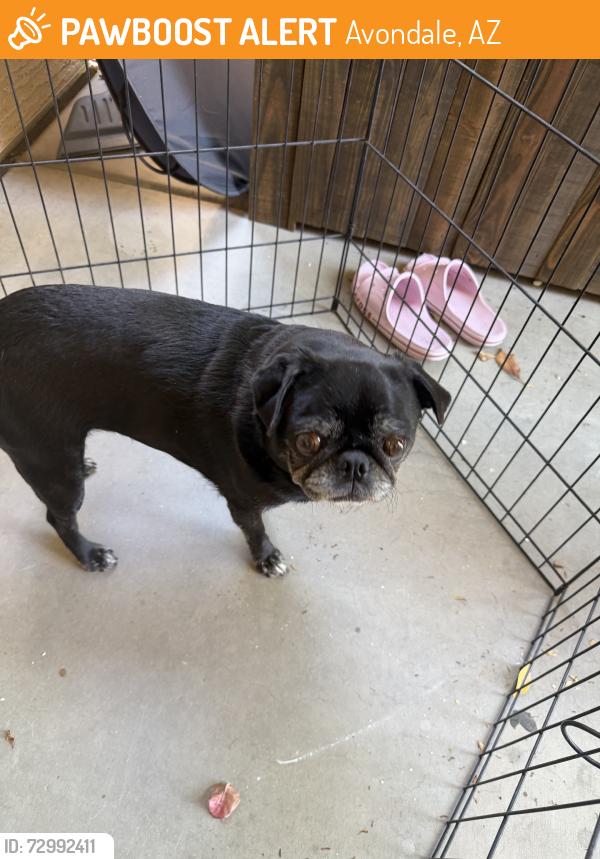 Found/Stray Female Dog last seen Near W Sheridan St, Avondale, AZ 85392