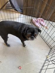 Found/Stray Female Dog last seen Near W Sheridan St, Avondale, AZ 85392