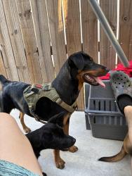 Lost Female Dog last seen Near Coyote Hills Edinburg, TX  78541 Estados Unidos, Edinburg, TX 78541