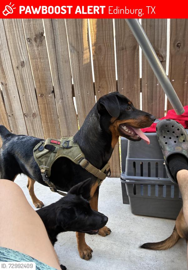 Lost Female Dog last seen Near Coyote Hills Edinburg, TX  78541 Estados Unidos, Edinburg, TX 78541