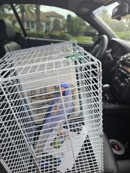 Reunited Male Bird last seen Military Trail and Hillsboro Blvd , Deerfield Beach, FL 33442