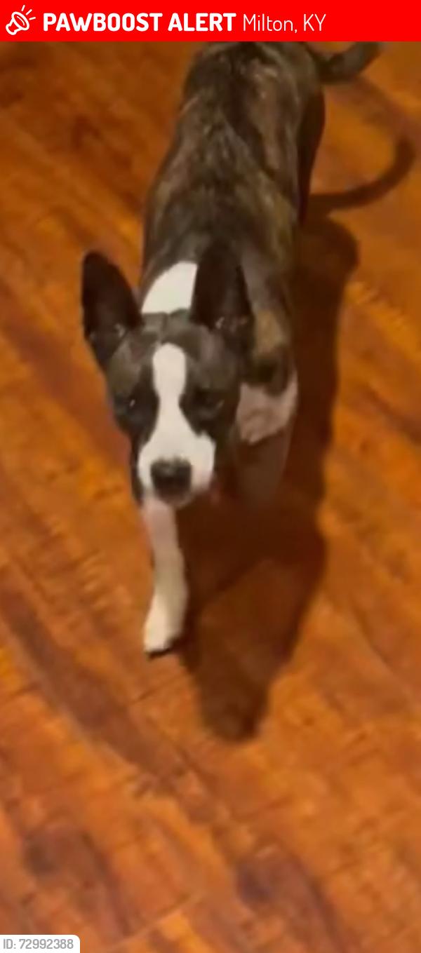 Lost Male Dog last seen spillman lane south milton. KY, Milton, KY 40045