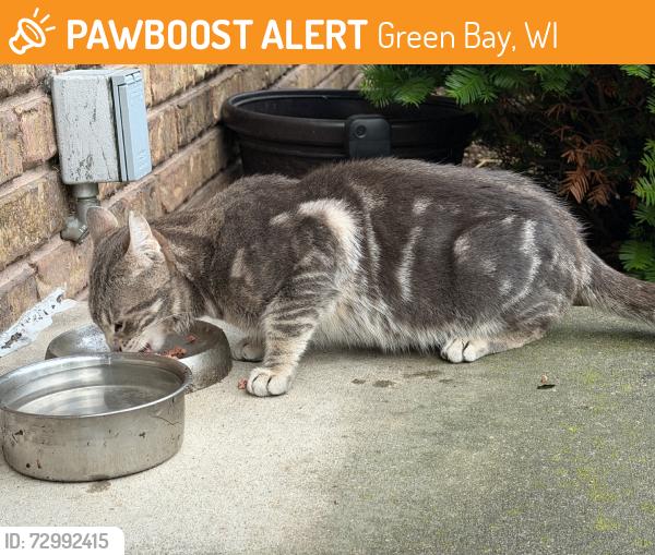 Found/Stray Male Cat last seen Laverne Dr - Baird Creek - Brook Park Dr, Green Bay, WI 54311