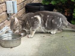 Found/Stray Male Cat last seen Laverne Dr - Baird Creek - Brook Park Dr, Green Bay, WI 54311