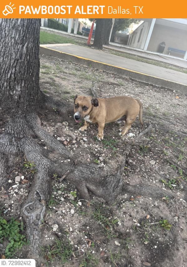 Found/Stray Male Dog last seen Leslie A Stemmons, Dallas, TX 75211