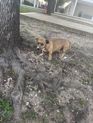 Found/Stray Male Dog last seen Leslie A Stemmons, Dallas, TX 75211