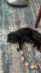 Lost Female Cat last seen Mississippi, Brookhaven, MS 39601