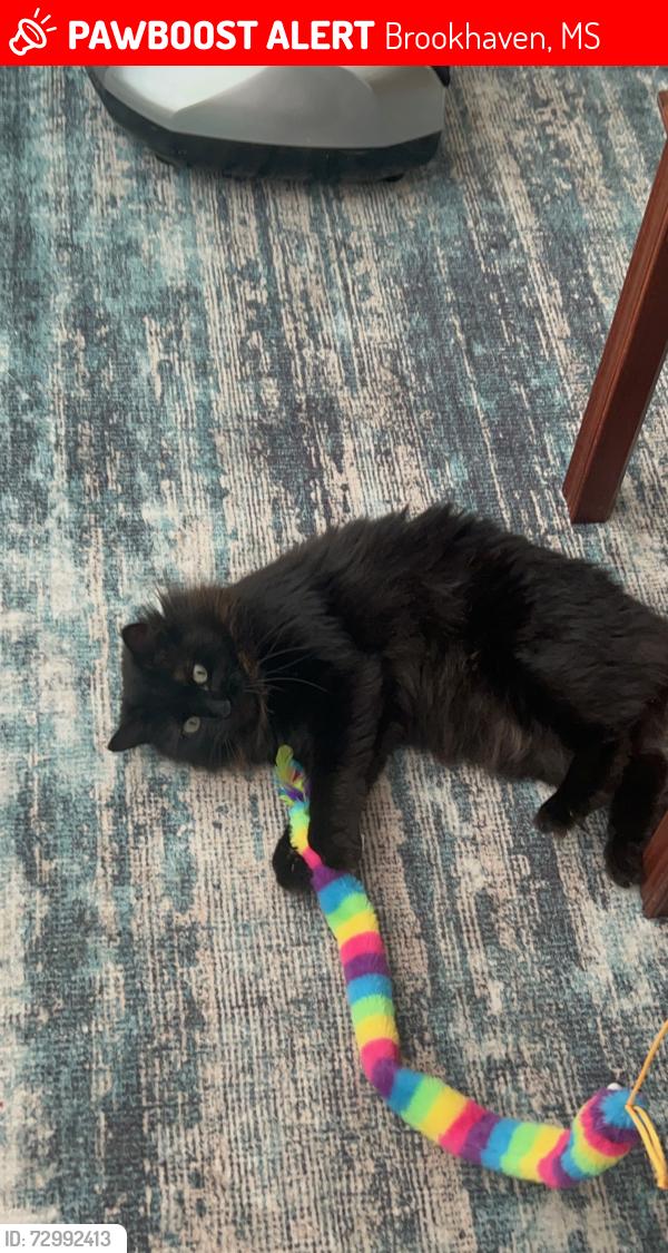Lost Female Cat last seen Mississippi, Brookhaven, MS 39601