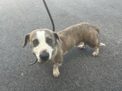 Shelter Stray Male Dog last seen Near OAK ST SW/DARGAN PL SW, Atlanta, GA, 1251 Fulton Industrial Blvd NW, Atlanta, GA 30336, USA