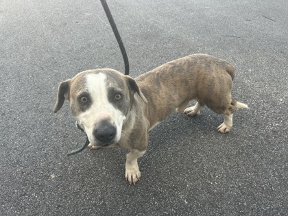 Shelter Stray Male Dog last seen Near OAK ST SW/DARGAN PL SW, Atlanta, GA, 1251 Fulton Industrial Blvd NW, Atlanta, GA 30336, USA