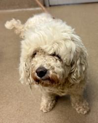 Shelter Stray Female Dog last seen Near S Norcross Tucker Rd, 30084, GA, 3280 Chamblee Dunwoody Rd, Chamblee, GA 30341, USA